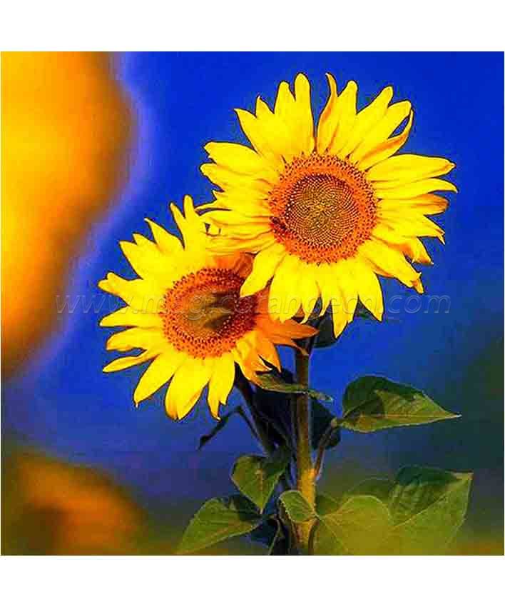 CTY101217 Sunflower DIY 5D Diamond Painting Kits for Adults Rhinestone Gem Art Painting Full Drill Round Diamond, Perfect for Home Wall Decorate